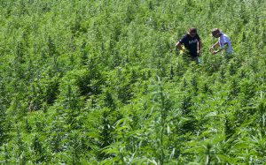 strain-hunters-marocco