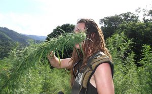 strain-hunters-st-vicent